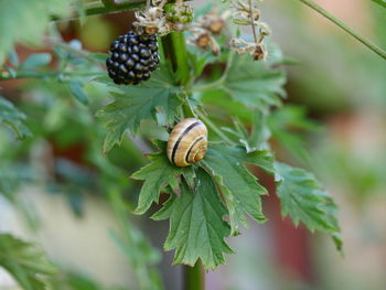 Close-up of snail on plant