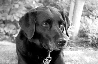 Close-up portrait of dog