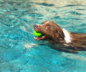 Dog swimming in pool