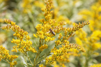 Close-up of bee on yellow flowers