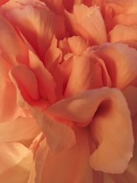 Macro shot of rose blooming outdoors