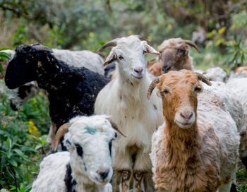 Portrait of sheep on field