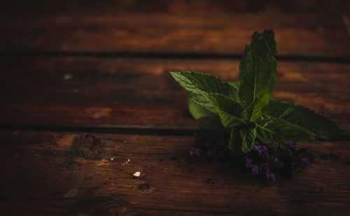 High angle view of plant on table