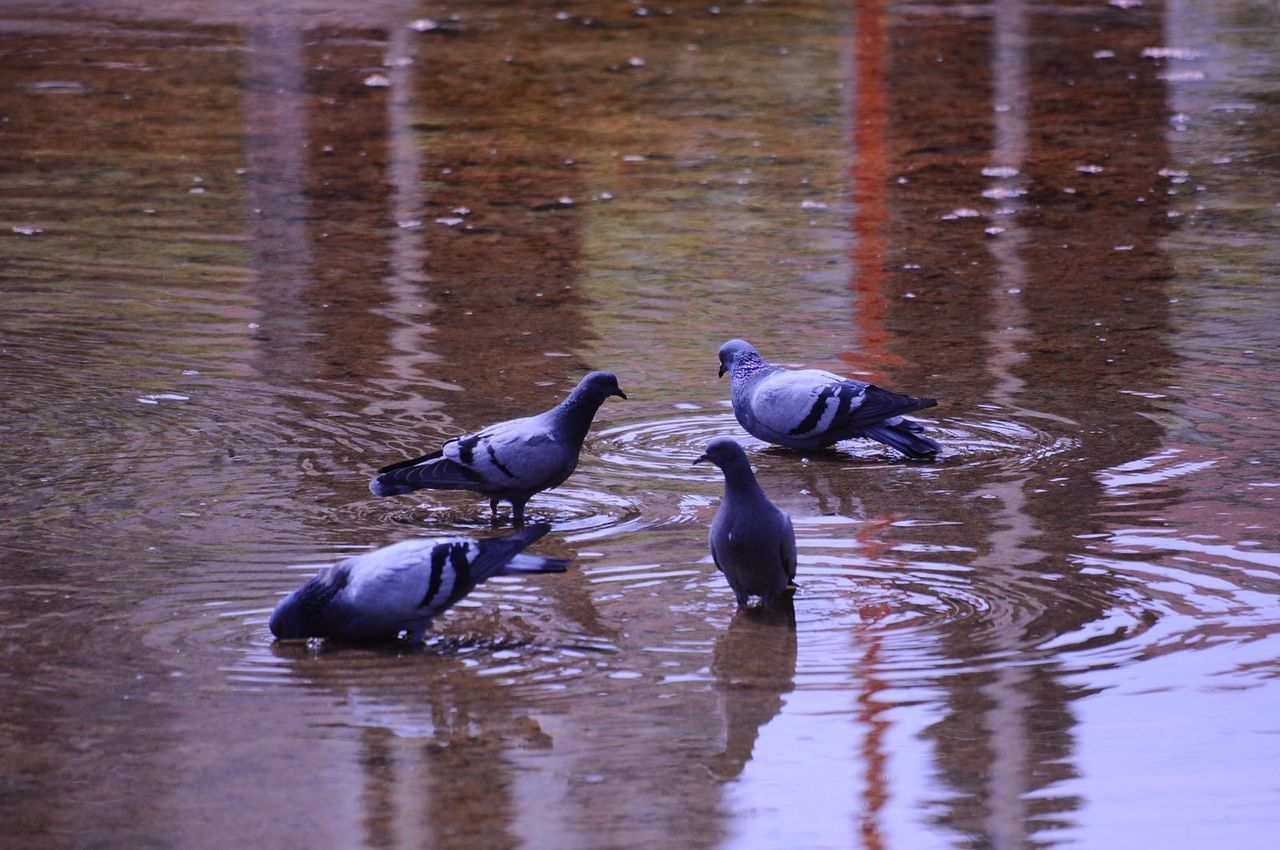 BIRDS IN A LAKE