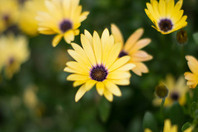 Close-up of yellow flowers