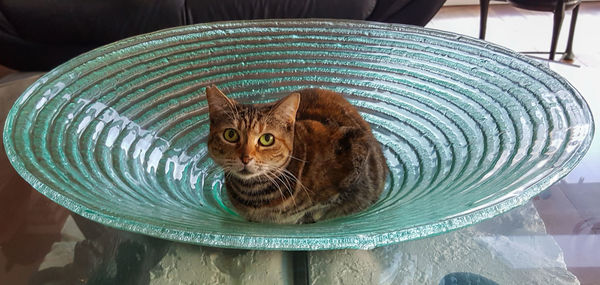 Close-up portrait of tabby cat