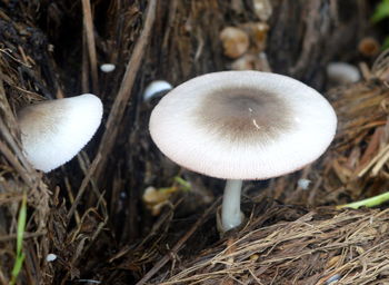 Mushrooms growing on field