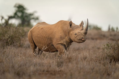 Black rhino