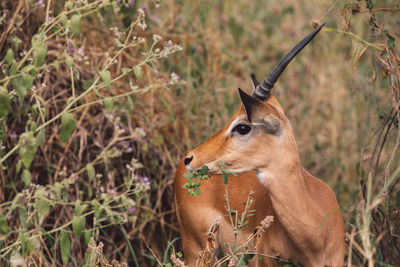 Close-up of impala