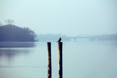 Bird perching on wooden post in lake against clear sky