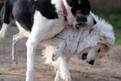 View of dogs on field