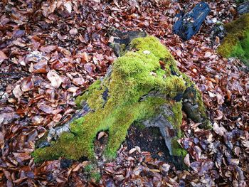 High angle view of autumn leaves on rock