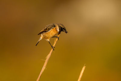 Close-up of bird perching on twig