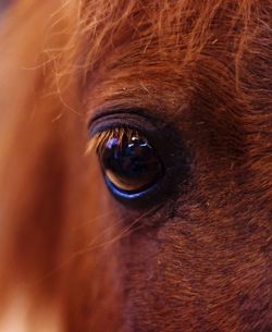 Close-up portrait of horse eye