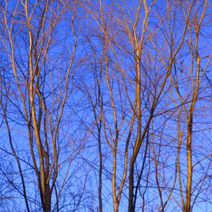 Low angle view of bare trees against blue sky