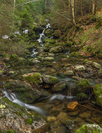 Stream flowing in forest