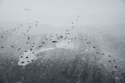 Close-up of birds flying against sky