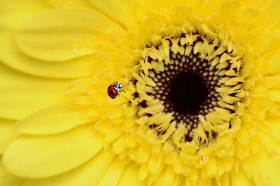 Close-up of insect on yellow flower