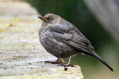 Close-up of bird perching on retaining wall