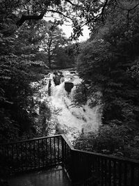 River flowing through forest