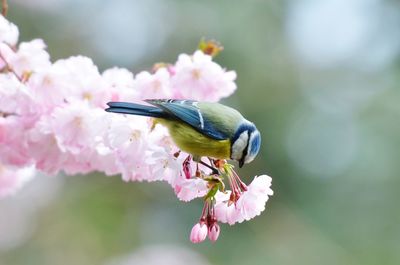 Close-up of great tit perching on cherry blossoms