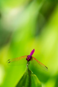 Close-up of insect on flower