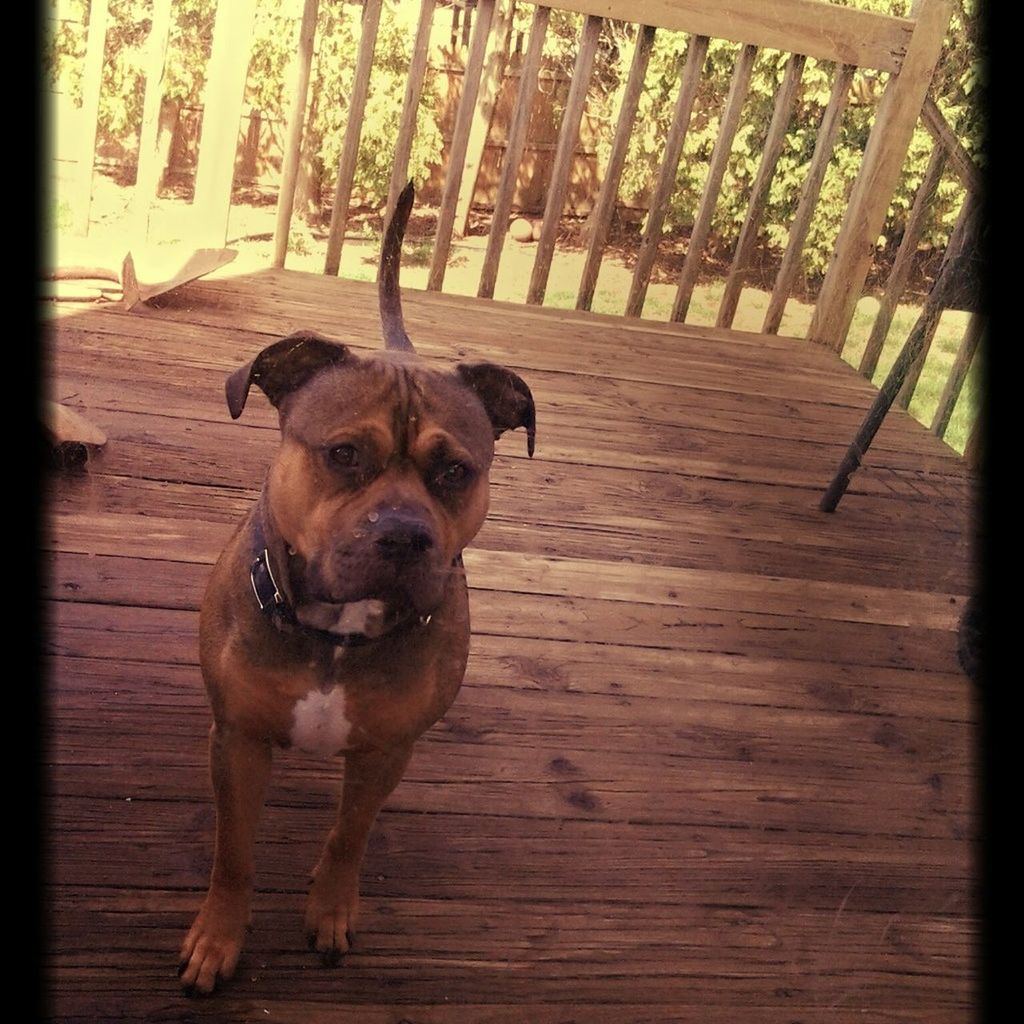 dog, domestic animals, animal themes, pets, mammal, one animal, looking at camera, portrait, brown, pet collar, wood - material, full length, no people, standing, indoors, animal head, zoology, front view, day, loyalty