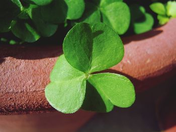 Close-up of green leaf