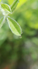 Close-up of wet plant