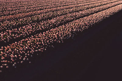 High angle view of agricultural field