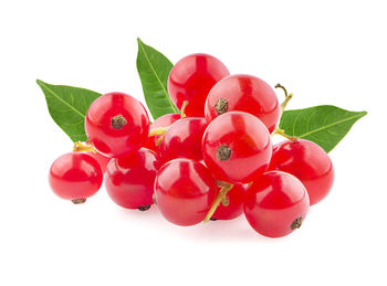 Close-up of red berries against white background