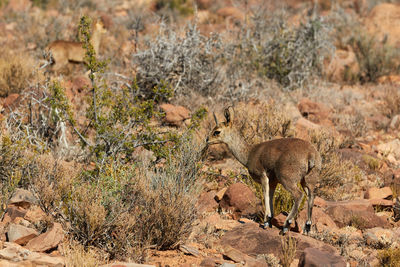 Klipspringer eating grass in africa