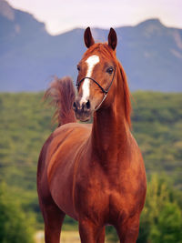 Portrait of horse standing against mountain