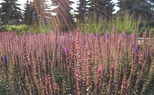 Purple flowers growing in field