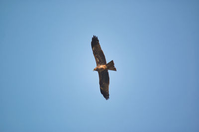 Low angle view of eagle flying in sky