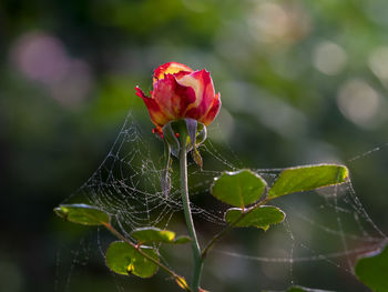 Close-up of spider web on rose plant