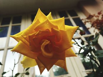 Close-up of yellow rose