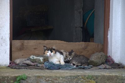 Cats relaxing outdoors