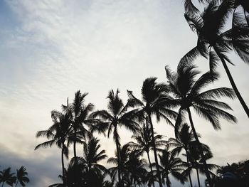 Low angle view of coconut palm tree against sky