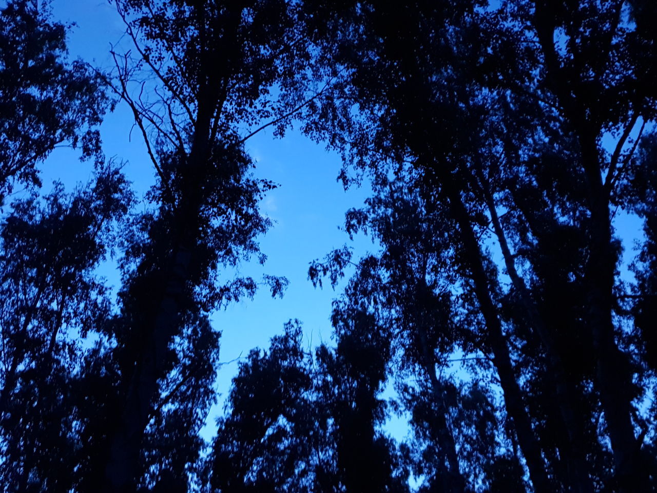 tree, plant, low angle view, sky, growth, tranquility, beauty in nature, blue, no people, nature, tranquil scene, silhouette, forest, scenics - nature, outdoors, land, night, clear sky, backgrounds, tree canopy