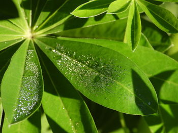 Close-up of wet plant leaves