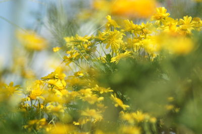 Close-up of yellow flowering plants on field