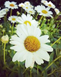 Close-up of white daisy flower