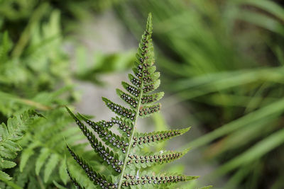 Close-up of fern leaves