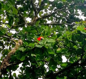 Low angle view of butterfly perching on tree