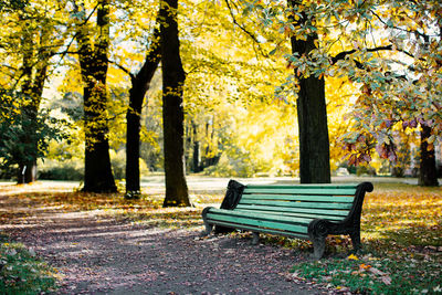 Golden autumn landscape with wooden bench under colourful trees at sunny warm day. park with bench.