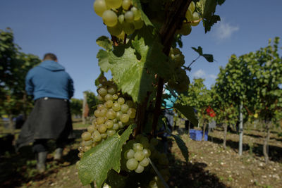 Full frame shot of grapes growing in vineyard