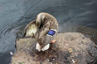 High angle view of mallard duck 