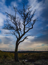 Bare tree on field against sky