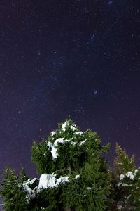 Low angle view of trees against star field at night